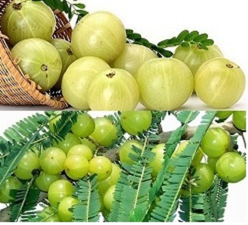 AMLA