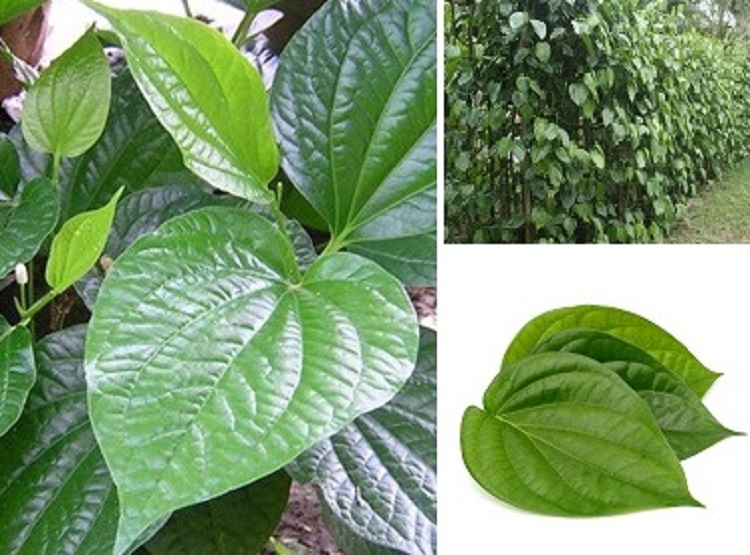 BETEL LEAF