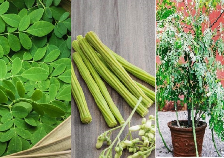 MORINGA (DRUM STICK)