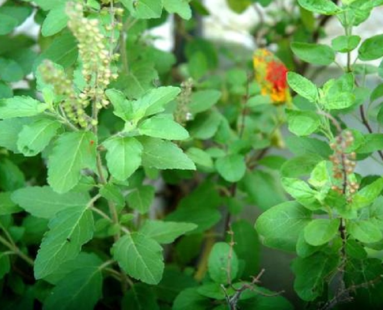 TULSI